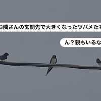 画像299